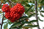 PICTURES/Grand Marais & a Lutsen Wedding/t_Artsy - Red Berries1.JPG